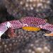紅斑梯形蟹 - Photo 由 Shigeru Harazaki 所上傳的 (c) Shigeru Harazaki，保留所有權利