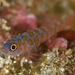 Zigzag Pygmygoby - Photo (c) Shigeru Harazaki, all rights reserved, uploaded by Shigeru Harazaki