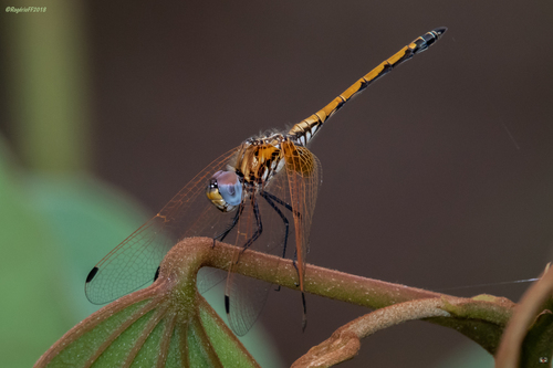 Red-veined Dropwing