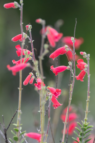 Penstemon baccharifolius