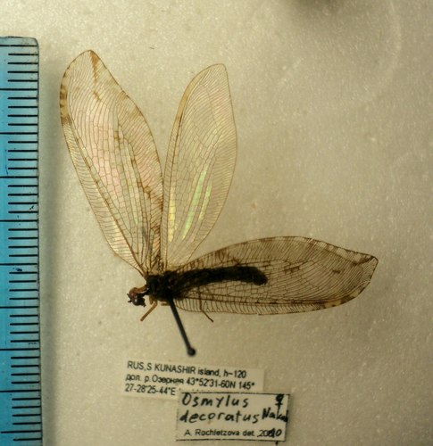 Osmylus decoratus