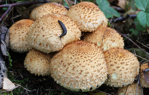 shaggy scalycap