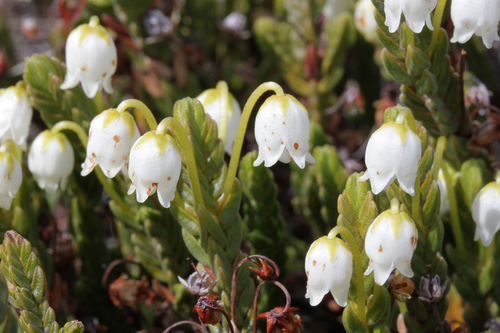 Arctic bell-heather