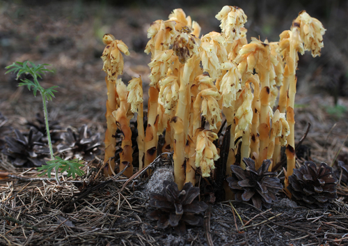 Hypopitys monotropa Crantz