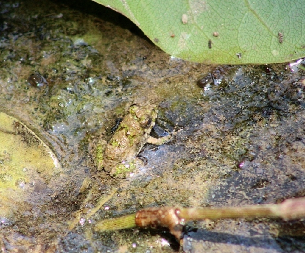 rice-field-frog-from-yara-castle-park-on-june-5-2023-at-11-05-am-by