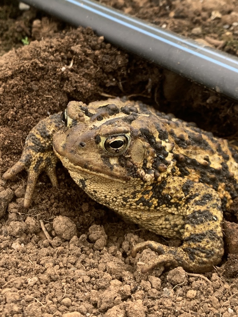 Eastern American Toad from Farmington Rd, Lunenburg, NS, CA on June 3 ...