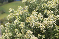 Diplostephium rosmarinifolium image