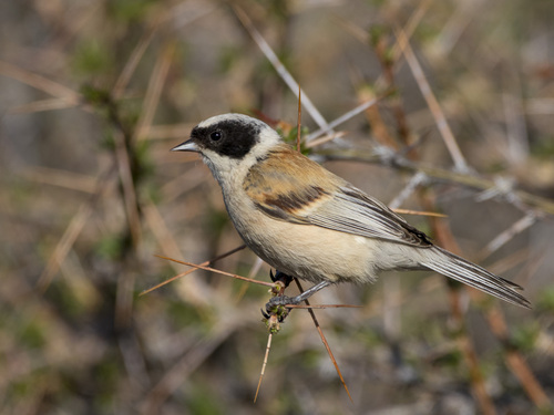 White-crowned Penduline Tit
