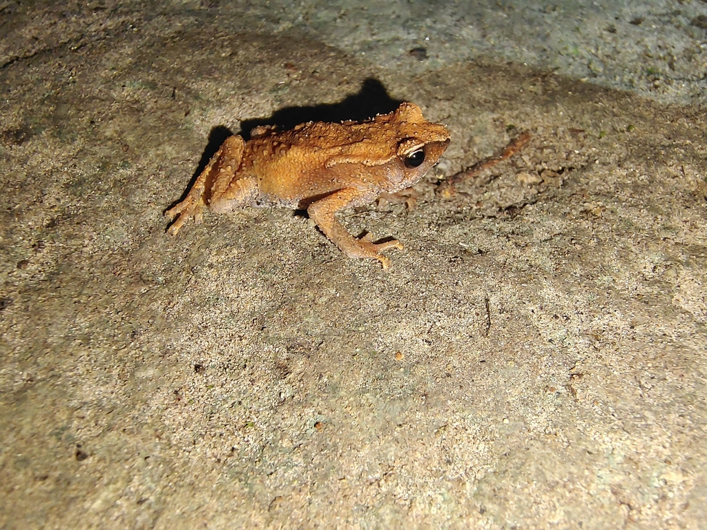 Andaman bush toad from Andaman and Nicobar Islands 744211, India on ...