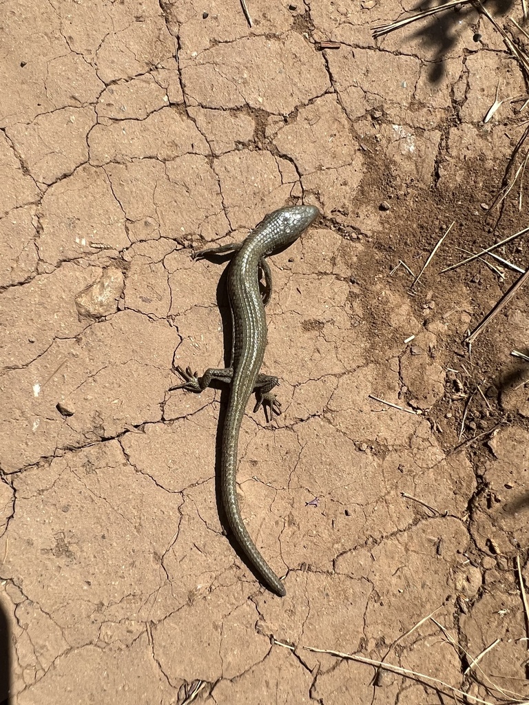 Northern Alligator Lizard from Washington Park, Anacortes, WA, US on ...