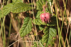 Rubus acanthophyllos image