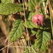 Rubus acanthophyllos - Photo 由 GERMAN LEONEL SARMIENTO CRUZ 所上傳的 (c) GERMAN LEONEL SARMIENTO CRUZ，保留所有權利