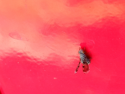 Peacock Fly