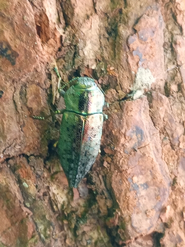 Dicerca berolinensis