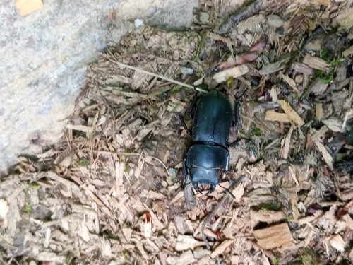 Lesser Stag Beetle
