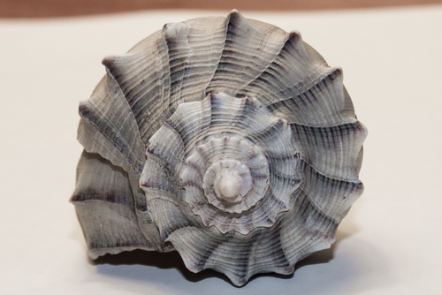 Texas Lightning Whelk