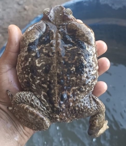Cururu Toad