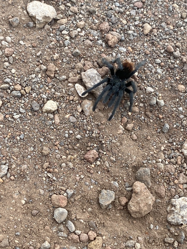 Grand Canyon Black Tarantula From Buffalo Park, Flagstaff, AZ, US On ...