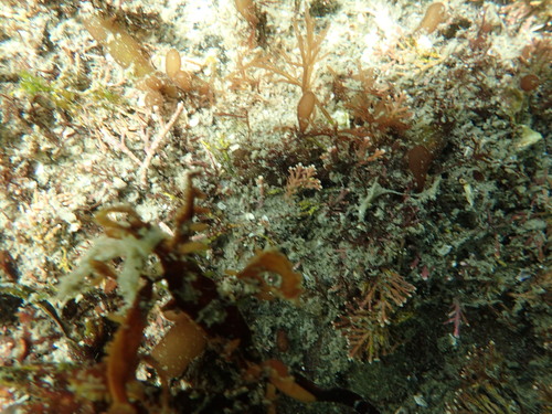 Corallina bathybentha
