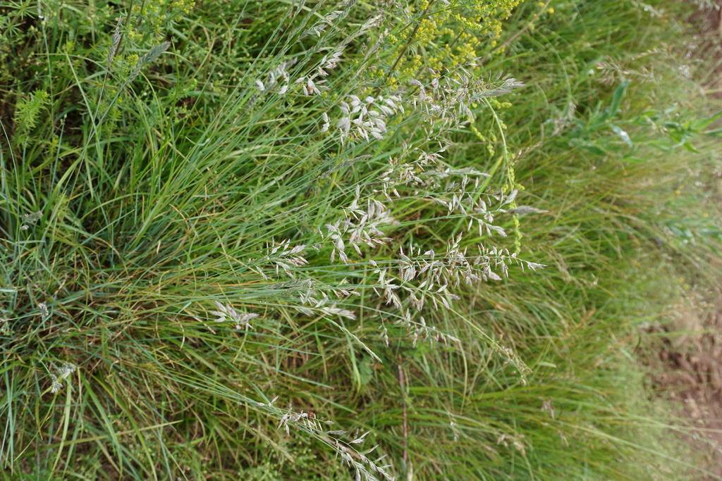 Festuca rupicola from 24027 Trevasco San Vito BG, Italia on May 18 ...