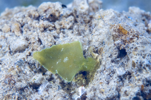 Elysia margaritae Fez, 1962