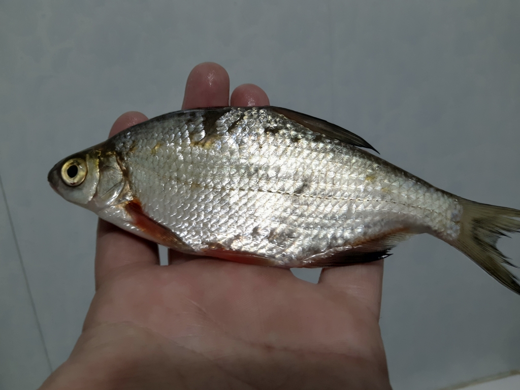 Silver Bream from Свердловская обл., Россия, 623311 on June 5, 2023 at ...