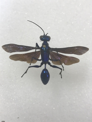 Subspecies Chlorion lobatum lobatum · iNaturalist