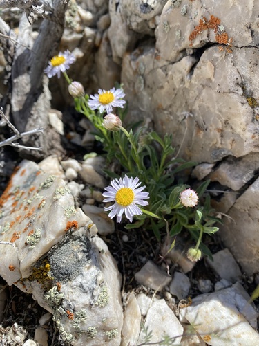 Marysvale Fleabane (Erigeron nauseosus)