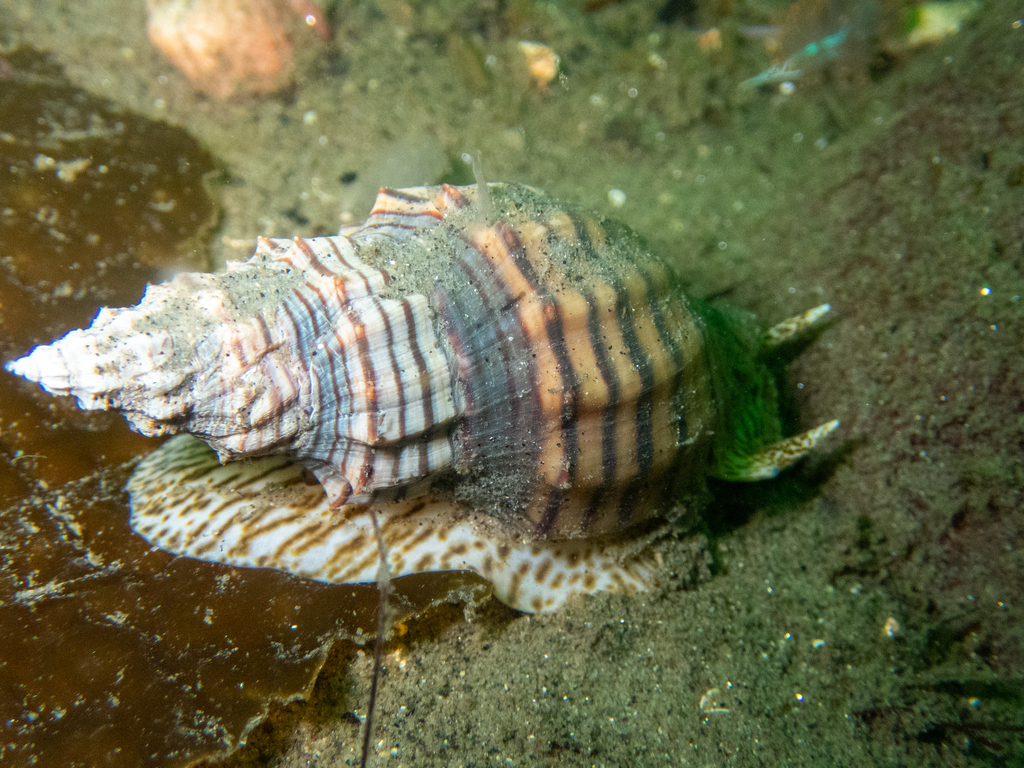 Cooper's Nutmeg from Monterey, CA, USA on June 5, 2023 at 12:01 PM by ...