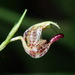 Scaphosepalum ophidion - Photo (c) Rudy Gelis, all rights reserved, uploaded by Rudy Gelis