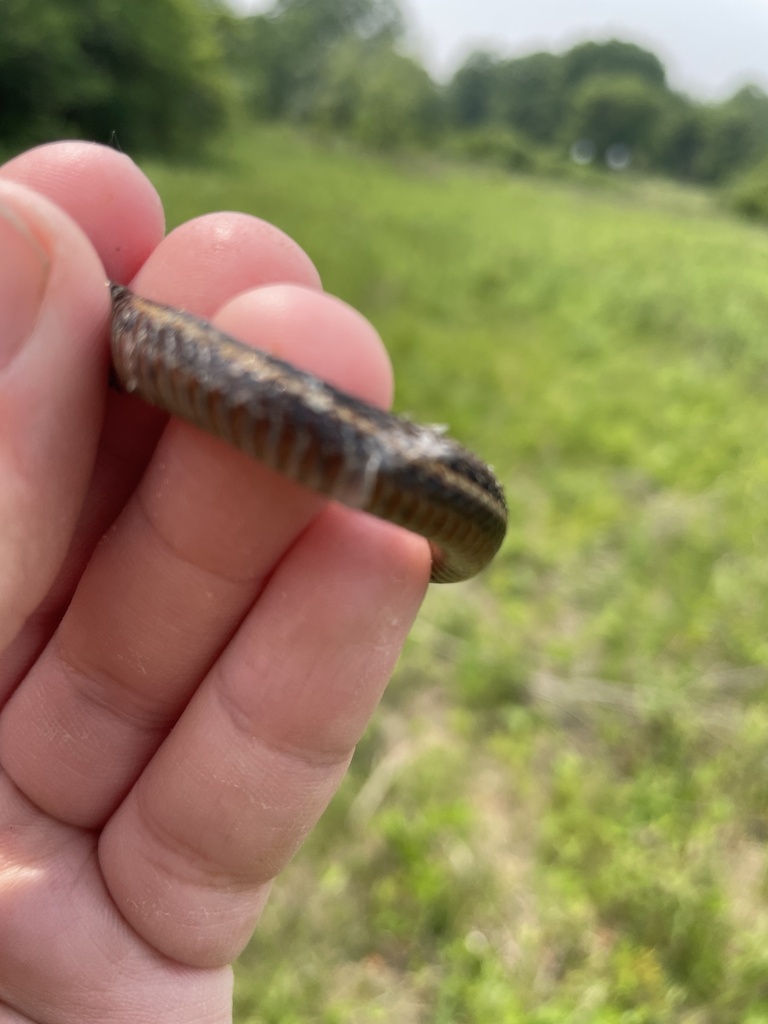Butler's Garter Snake in June 2023 by Alexander Campbell. Found sunning ...