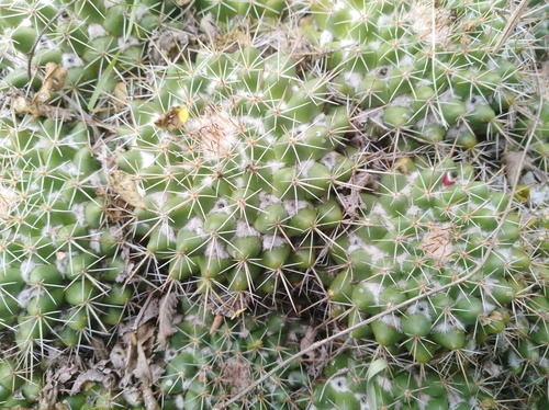 Mammillaria scrippsiana