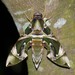Jade Hawkmoth - Photo (c) lenachow, all rights reserved, uploaded by lenachow