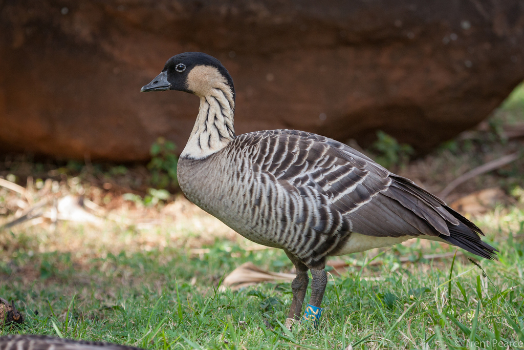 Hawaiian Goose (Branta sandvicensis) photo