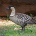 Hawaiian Goose - Photo (c) naturalisttrent, all rights reserved, uploaded by naturalisttrent