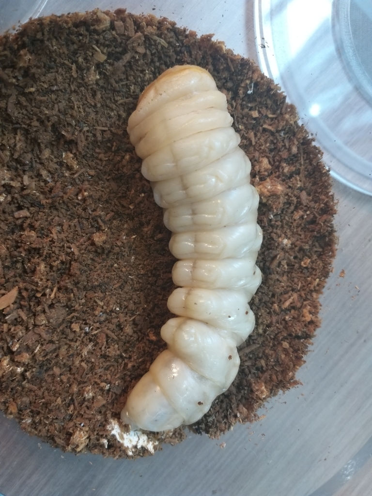 China Callipogon relictus　76mm Callipogon relictus | In China? try www.importedFun.com for Award