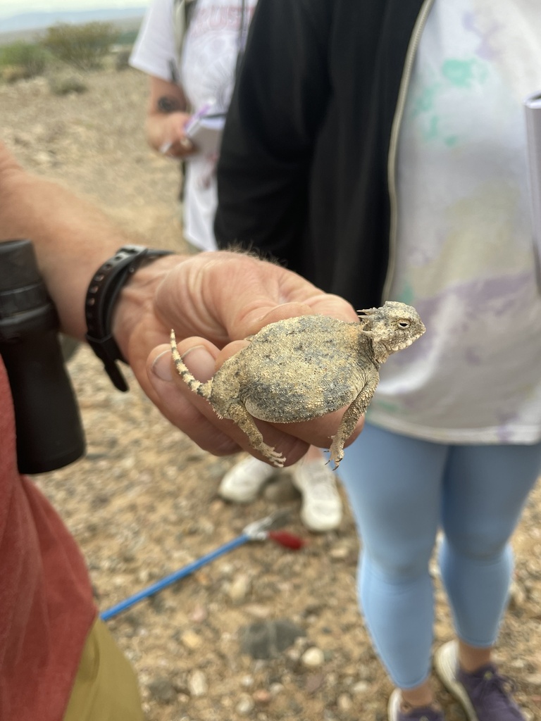 Roundtail Horned Lizard from Sevilleta National Wildlife Refuge, La ...