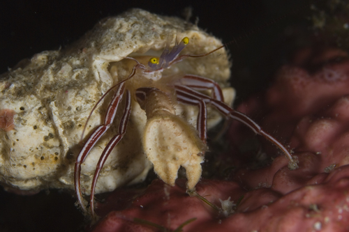 Hermit Crab Mouth Hermit Crabs Have Swapped Their Shells For Metal And