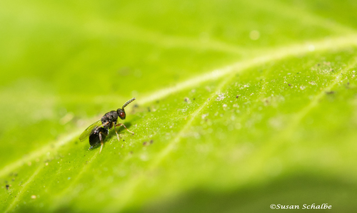 iNaturalist observation photo of Eurytomidae