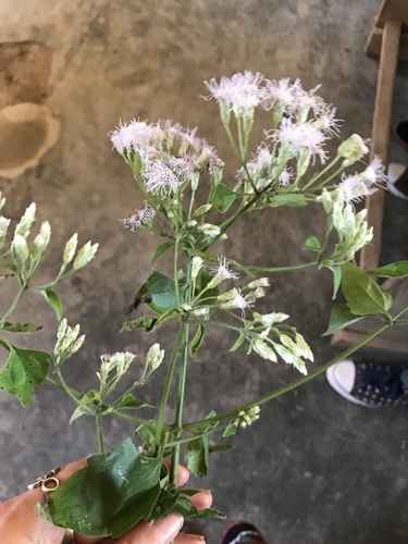 Siam weed