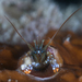 Coral Hermit Crabs - Photo (c) Shigeru Harazaki, all rights reserved, uploaded by Shigeru Harazaki