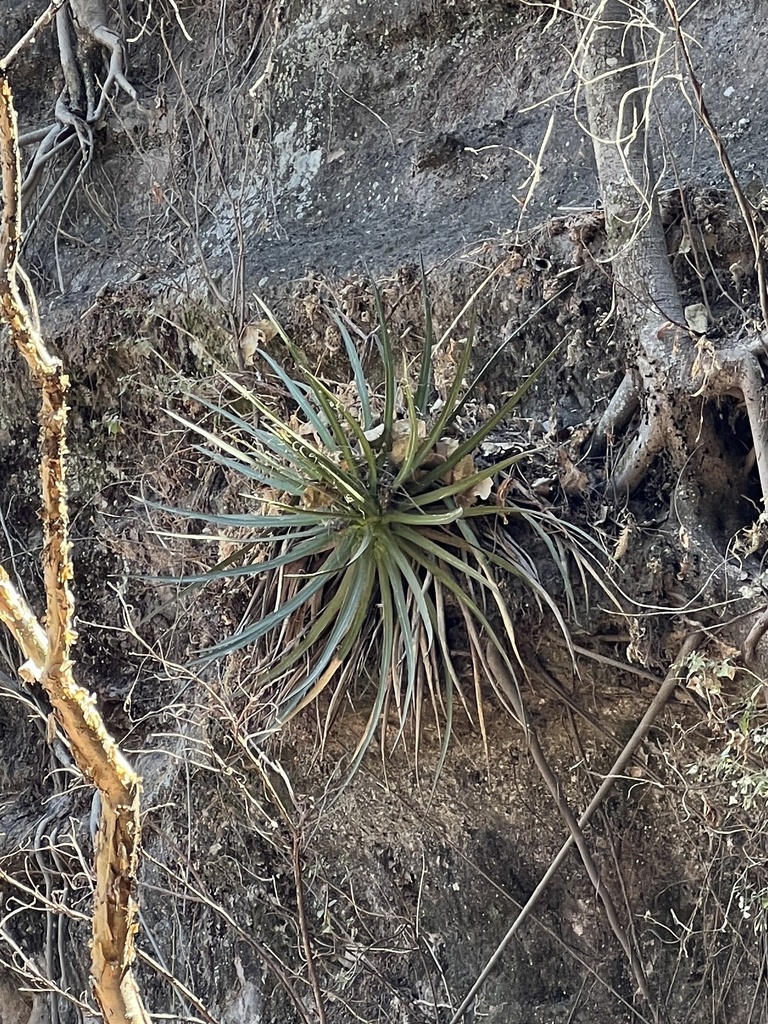 Agave marcelinoi