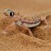 Namib Sand Gecko - Photo (c) Ingeborg van Leeuwen, all rights reserved, uploaded by wildchroma