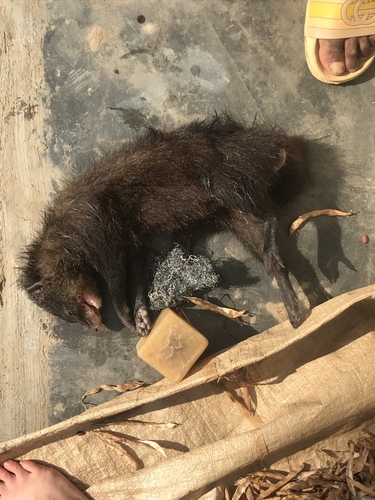 Marsh Mongoose