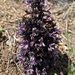 Chaparral Broomrape - Photo (c) heyfrench, all rights reserved