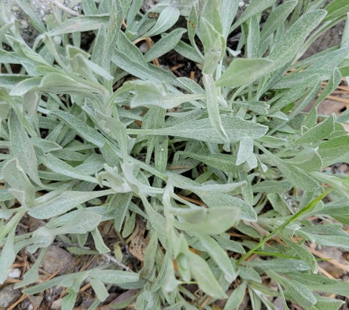 California Aster foliage
