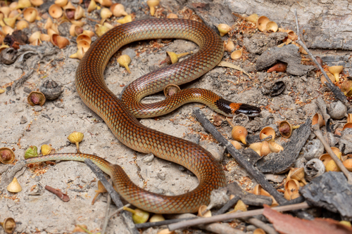 Furina diadema (Schlegel, 1837)