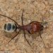 Namib Desert Dune Ant - Photo (c) Robert Siegel, all rights reserved, uploaded by Robert Siegel