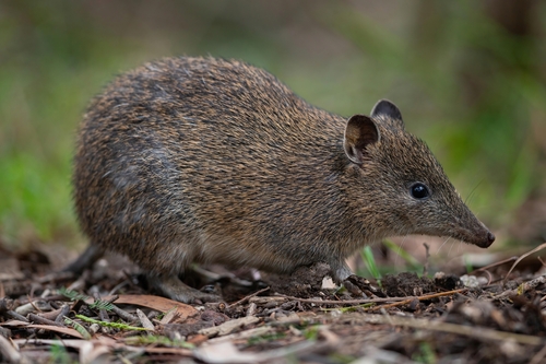 Southern Brown Bandicoot (Isoodon obesulus), listed as Least Concern on the IUCN Red List