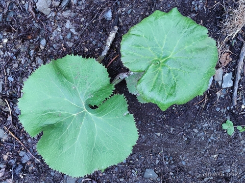 Ligularia duciformis